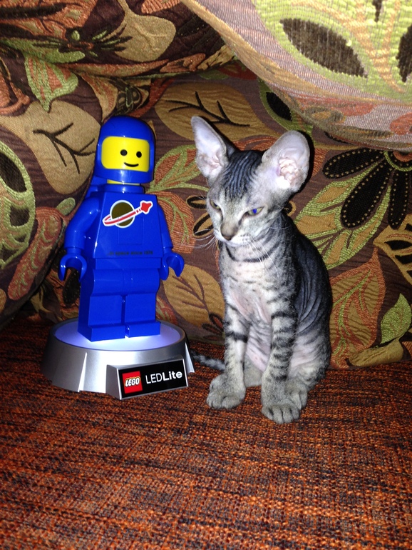 вот и все...отдали последнего котенка-Тигренка((