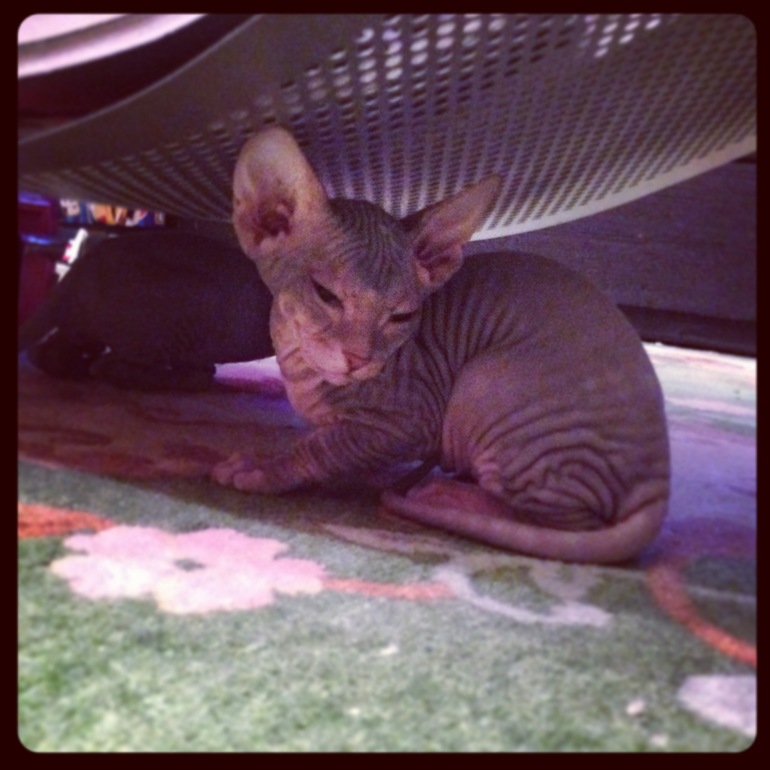 Ушастики наши любимые!