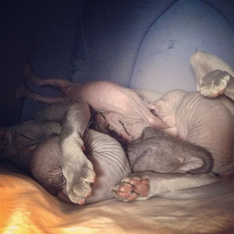 Кто в какой позе ест)))