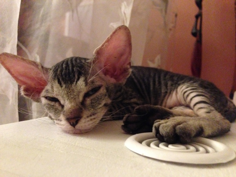 Ушастики наши любимые!