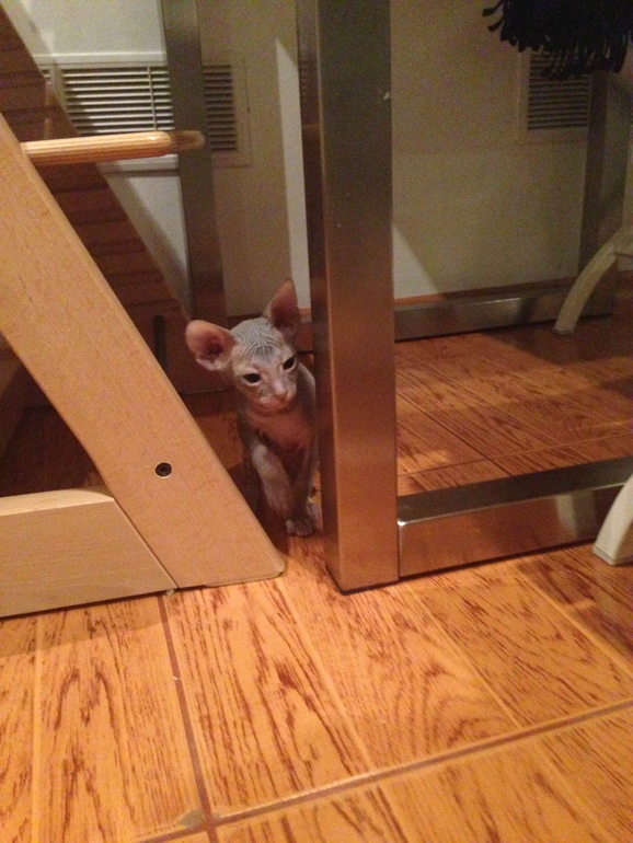 Наши малышастики!!!