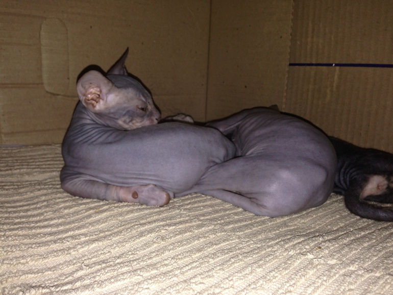 Ушастики наши любимые!