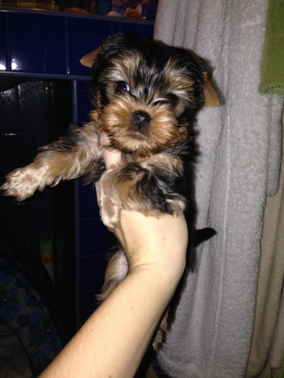 наш Котенок номер 5)))