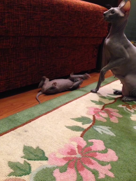 Ушастики наши любимые!