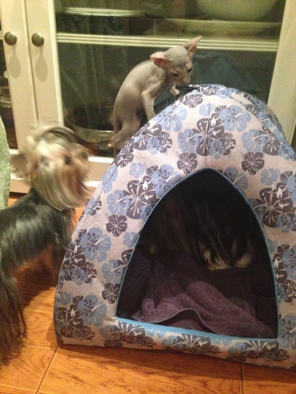 Наши малышастики!!!