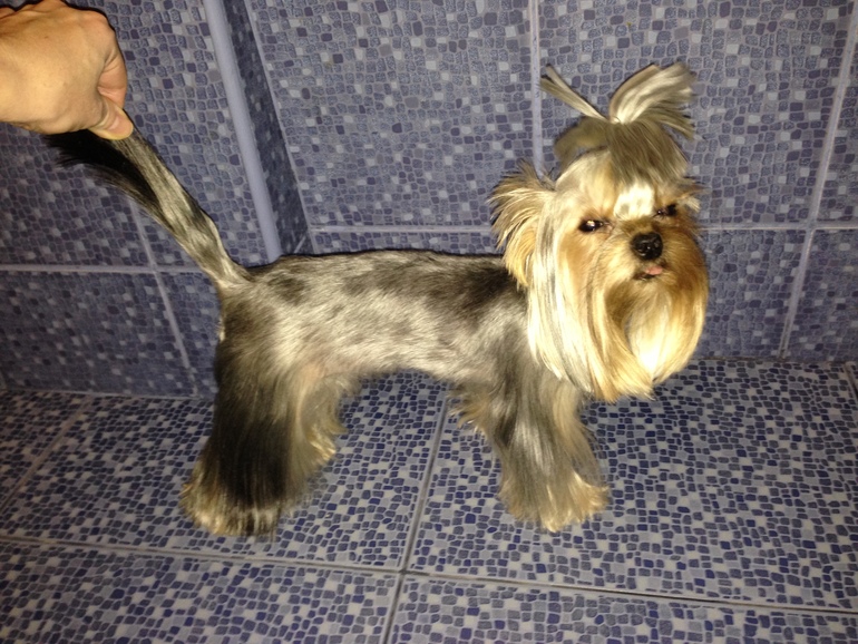 Кукси сладкая девочка)