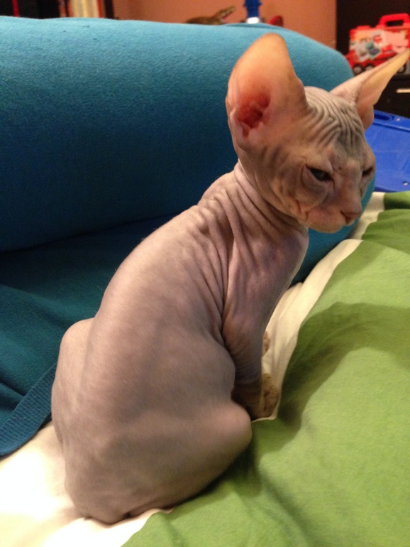 Ушастики наши любимые!