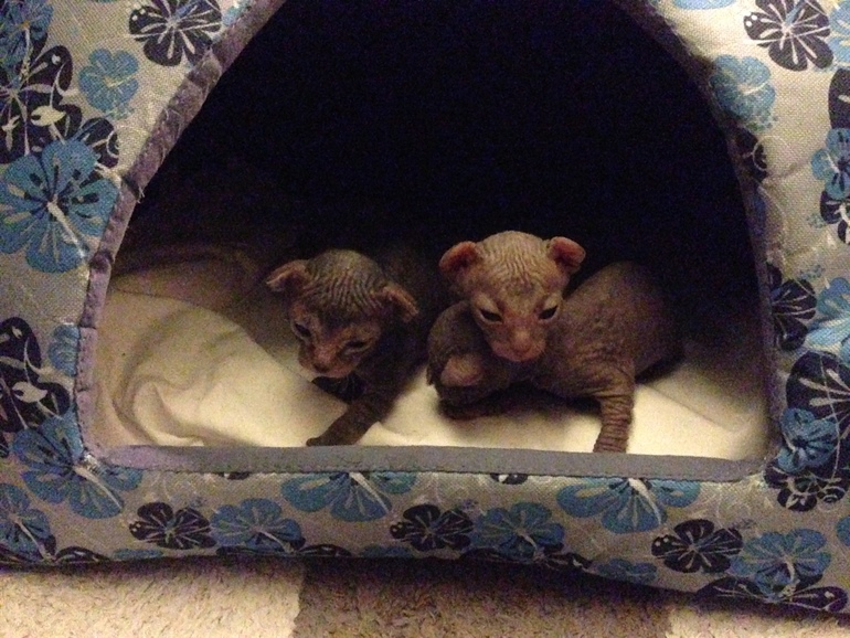 16 дней крыськам моим))