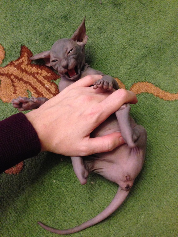 Ушастики наши любимые!