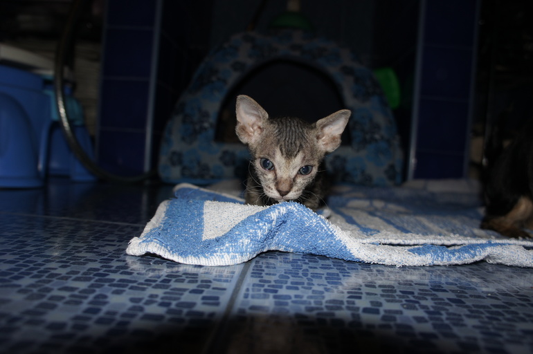 Наше семейство эльфов))))