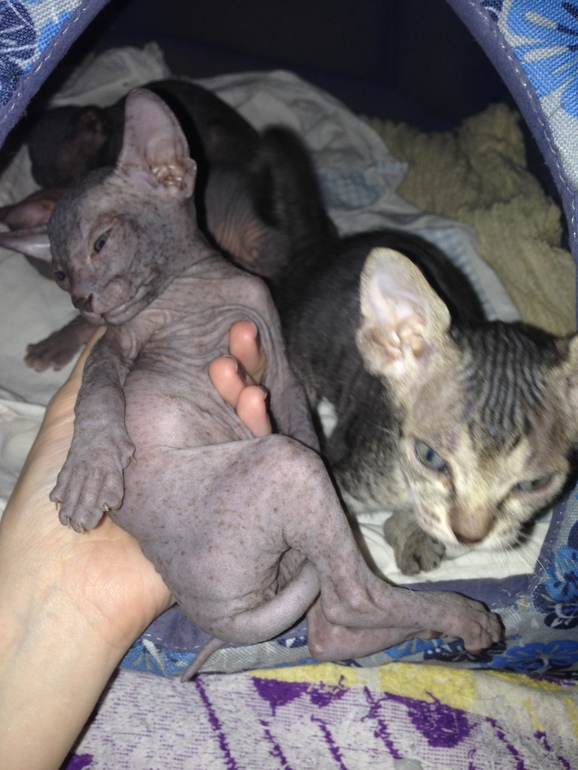 1 месяц ушастикам!!!))