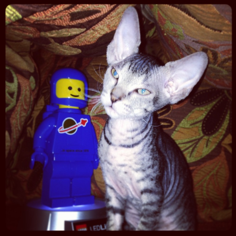 вот и все...отдали последнего котенка-Тигренка((