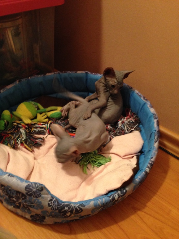 Ушастики наши любимые!