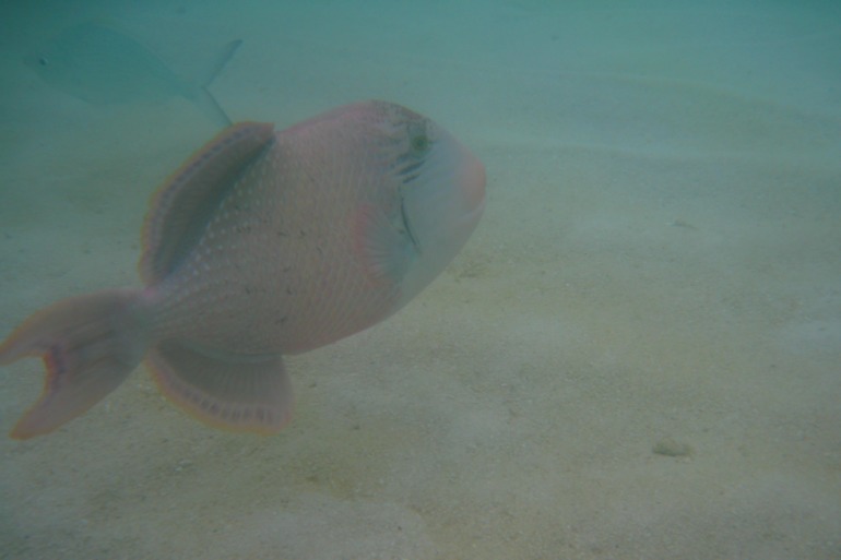 Про Мальдивы с двумя детьми - Часть 2 - Palm Beach Resort