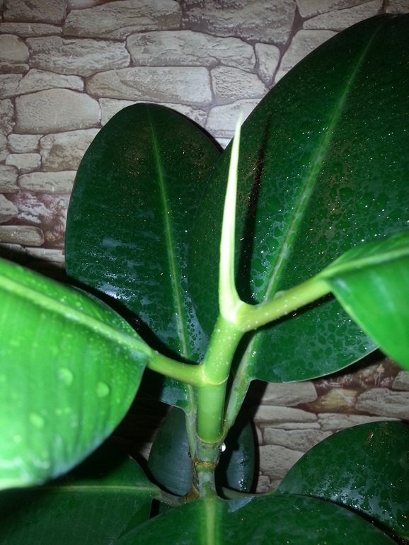 Мои помощники))))))