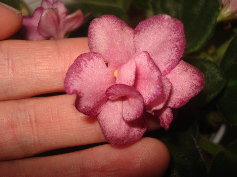 Как и обещала))