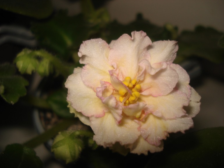 Как и обещала))