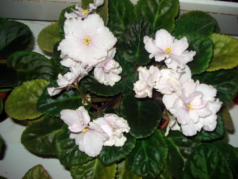 Как и обещала))