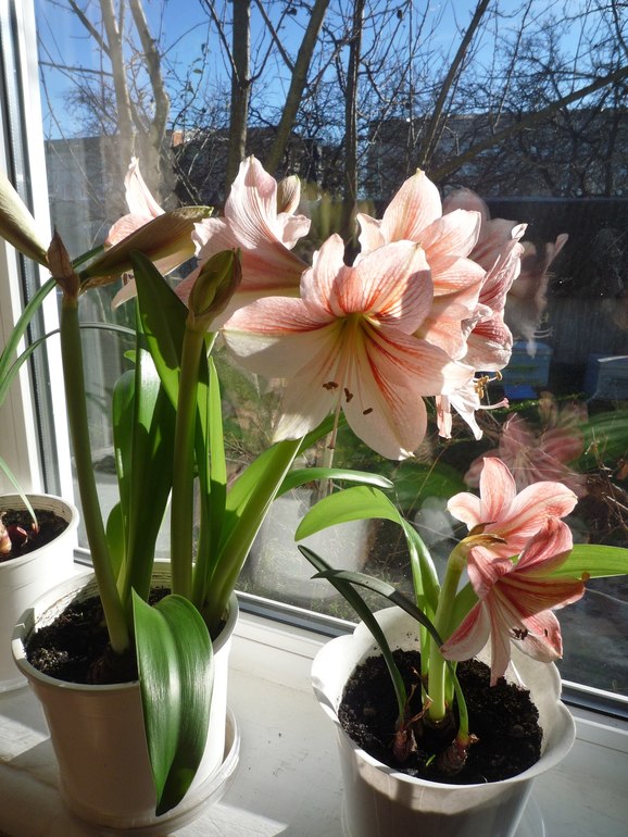 Немножко красоты