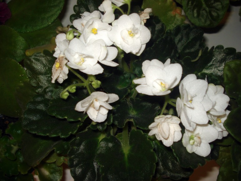 Как и обещала))