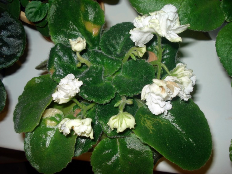 Как и обещала))