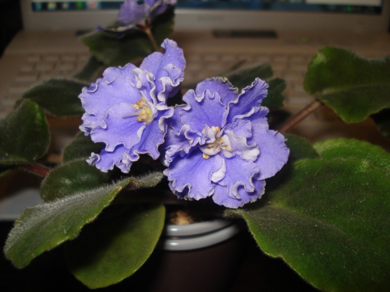 Как и обещала))