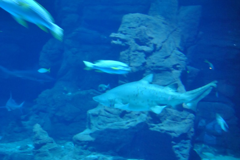 Аквариум в Монпелье!