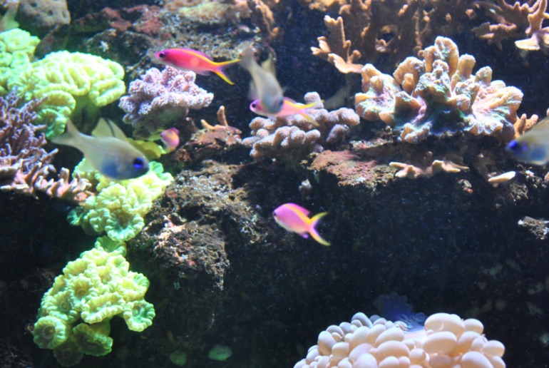 Лангедок - Руссильон. Кап д`Агд. часть 3