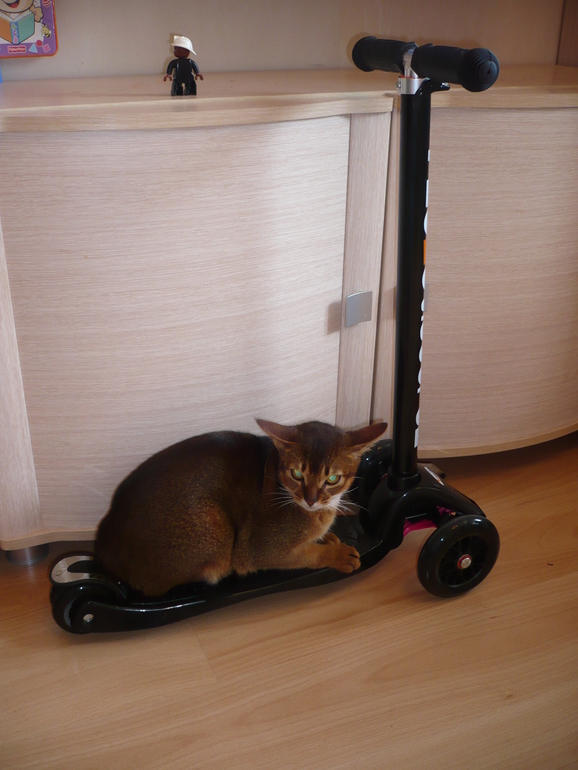 Наш фантом самокат TROLO