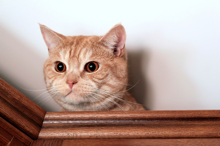 Мы еще подросли - нам 2 года