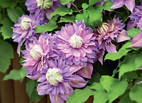 1c61c3d05cfb5e6e81081cf173f8eadd.jpg