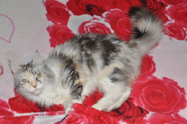 наш черепаховый мейн-кун