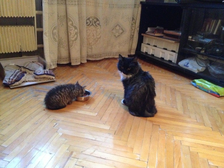 Котенок в добрые руки :)