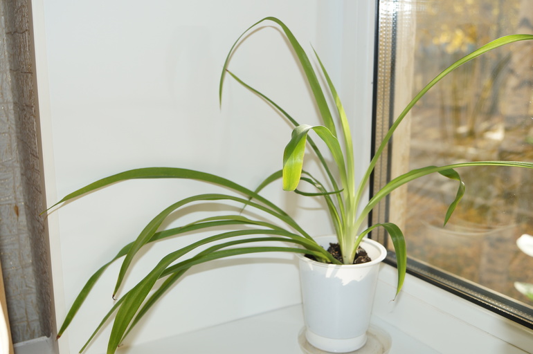 помогите начинающему цветоводу)))