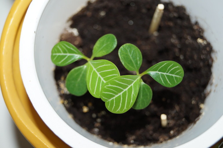 помогите начинающему цветоводу)))