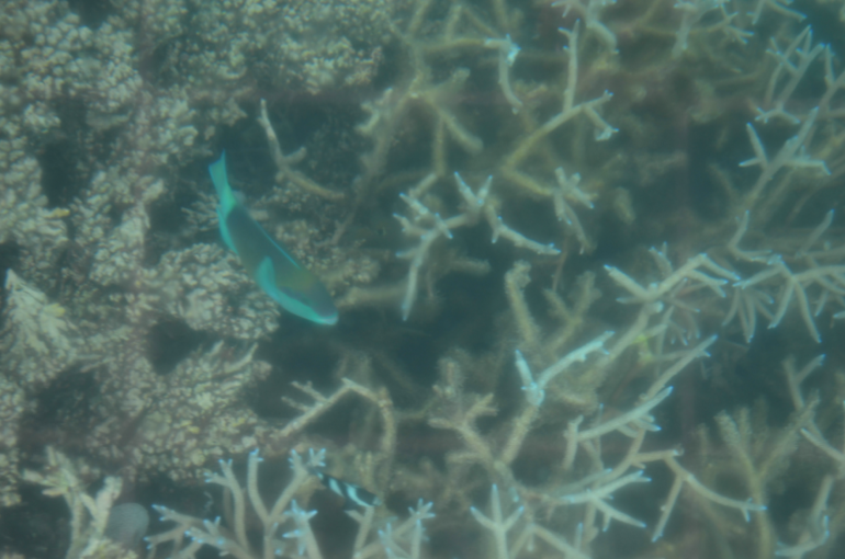 о. Маврикий, отель Constance Belle Mare Plage 5*