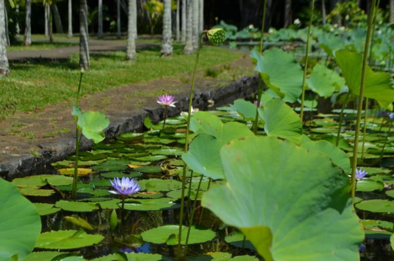 о. Маврикий, отель Constance Belle Mare Plage 5*