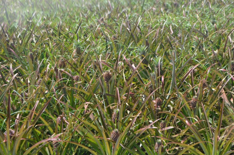 о. Маврикий, отель Constance Belle Mare Plage 5*