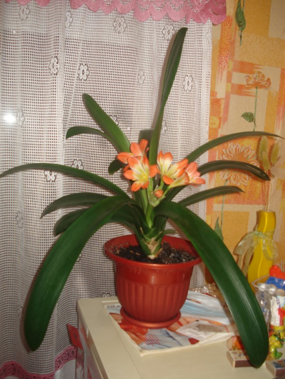 есть у меня цветочек, года 3 ему, Кливия... Заболела она. Помогите...