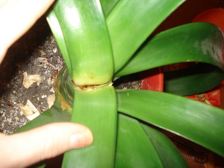 есть у меня цветочек, года 3 ему, Кливия... Заболела она. Помогите...