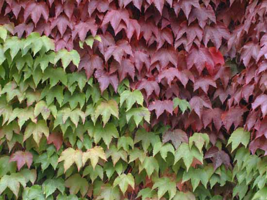 Болезнь листьев