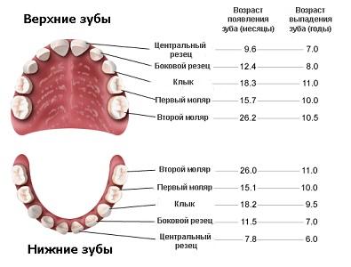 Когда у детей появляются первые зубы?