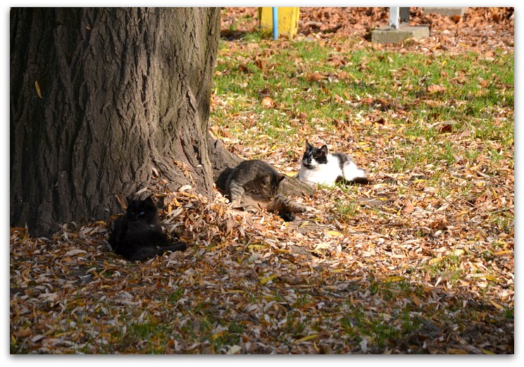 Мартышки и нога мамонта.