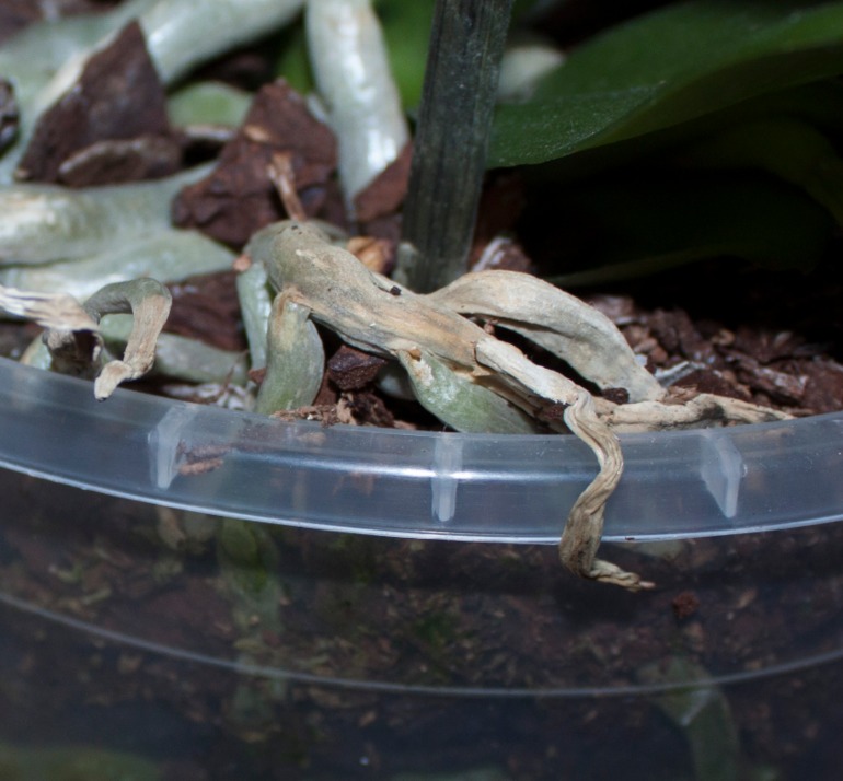 листья скручиваются