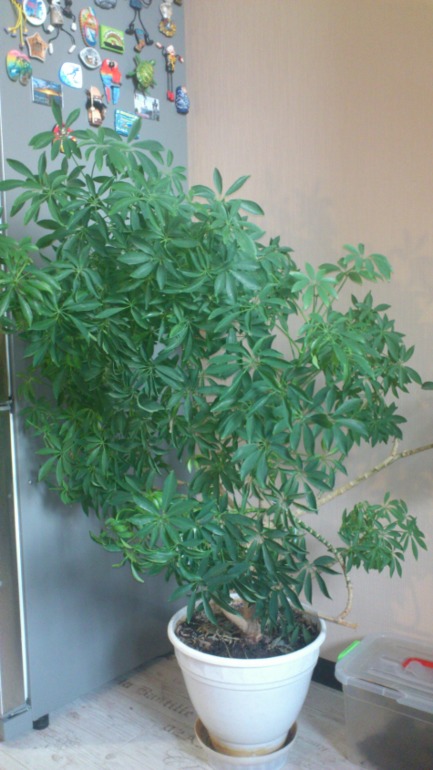 Ну и я похвастаюсь))