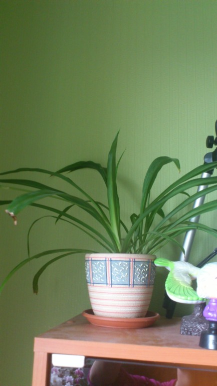 Ну и я похвастаюсь))