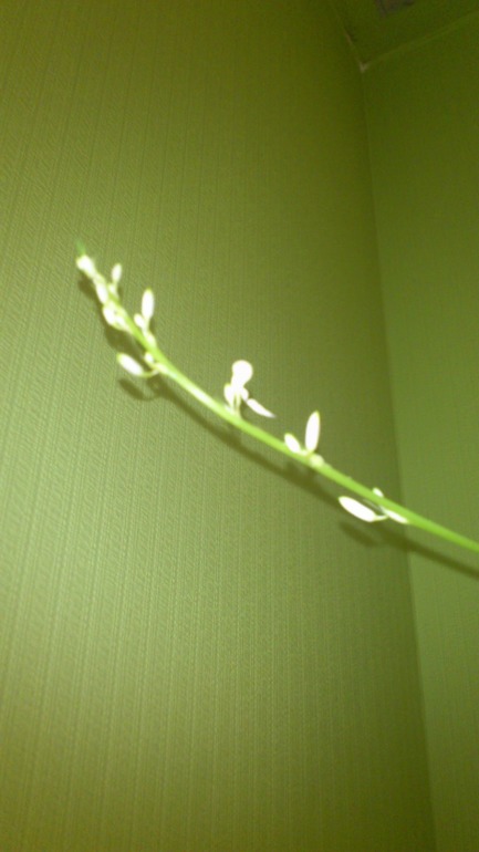 Ну и я похвастаюсь))