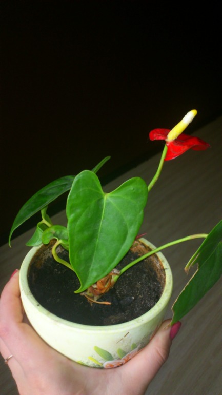 Ну и я похвастаюсь))