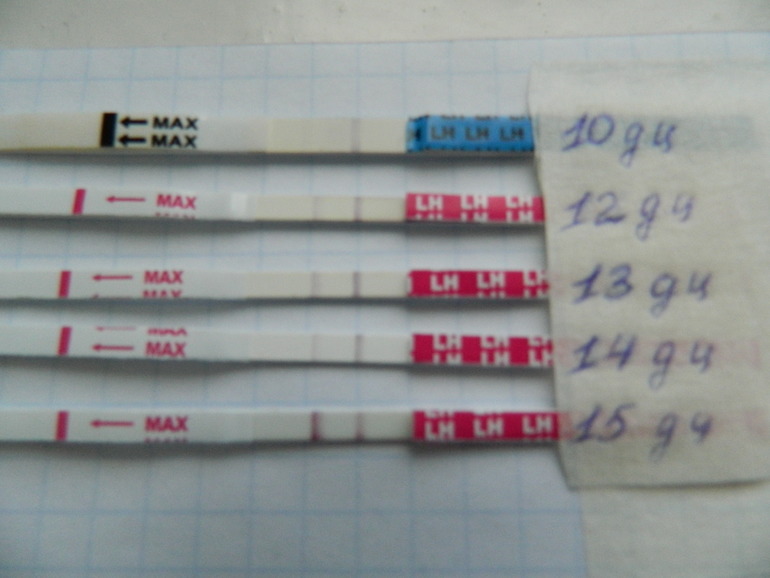 Это овулька???!!!