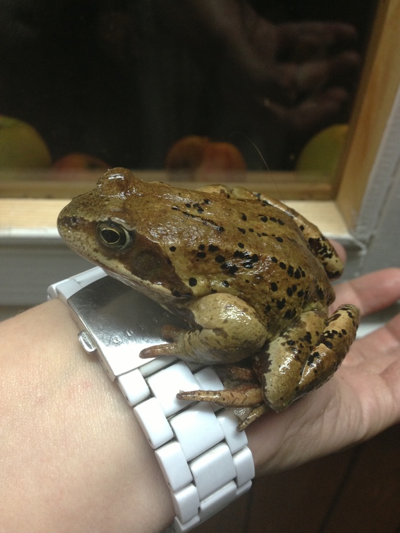 7 дпо тест и признаки.